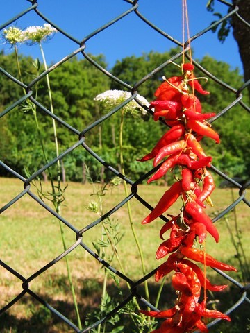 chillies hanging on a string