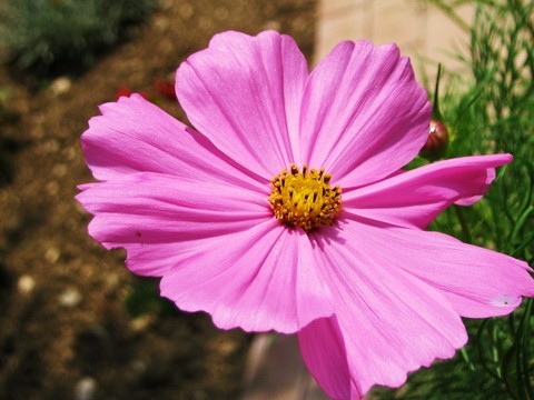 Pink flower