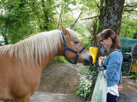 girl feeding a horse