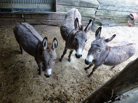 three donkeys