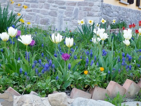 tulips and grape hysinths